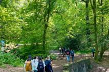 Waldwege